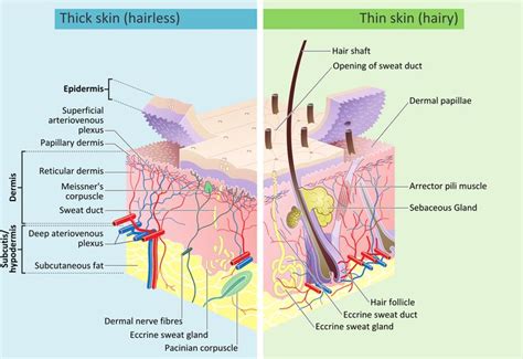Skin · wiki .